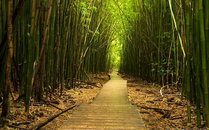 Bamboo Garden Manufacturers In Delhi NCR
